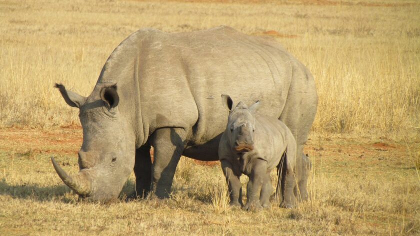rhino poaching