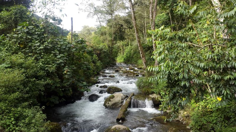 Savegre River surrounded by jungle