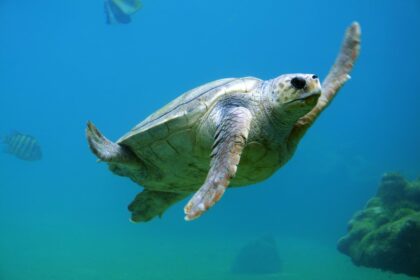 turtle conservation