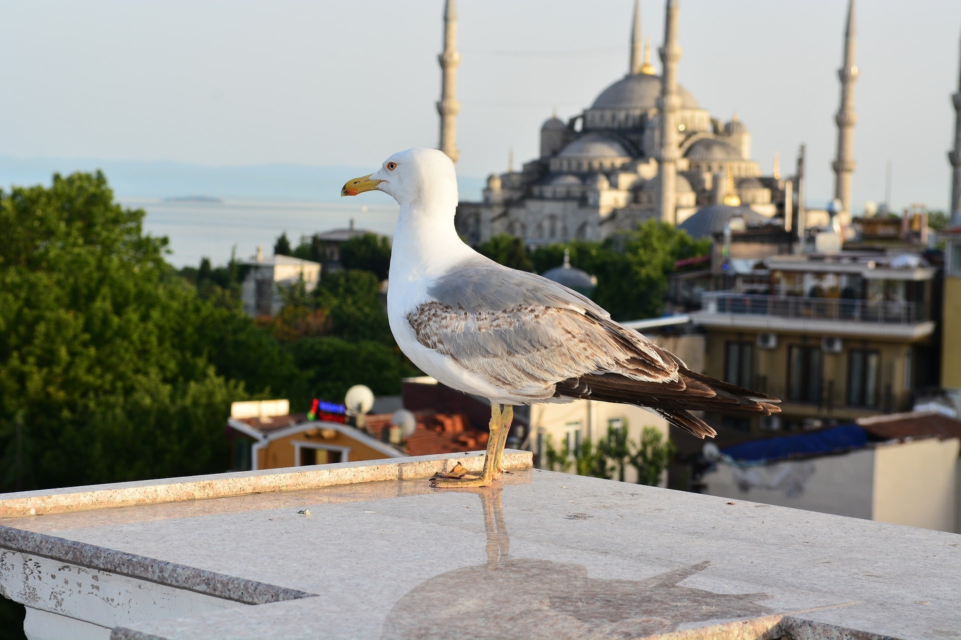 Bird on top of Blue Mosque in Istanbul