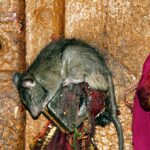 Karni Mata Temple