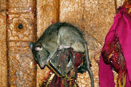 Karni Mata Temple