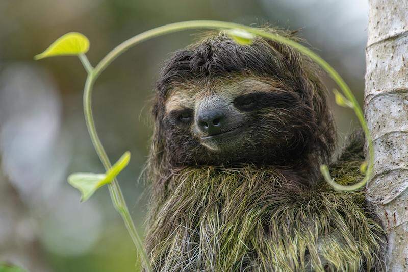 traveler seeing a sloth dangling from a tree on a vegan vacation in Costa Rica in the rainforest