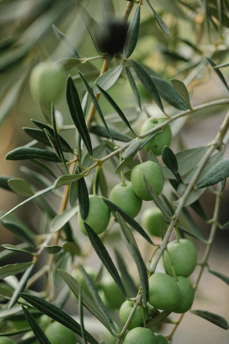 tree branch with green Spanish olives growing on it
