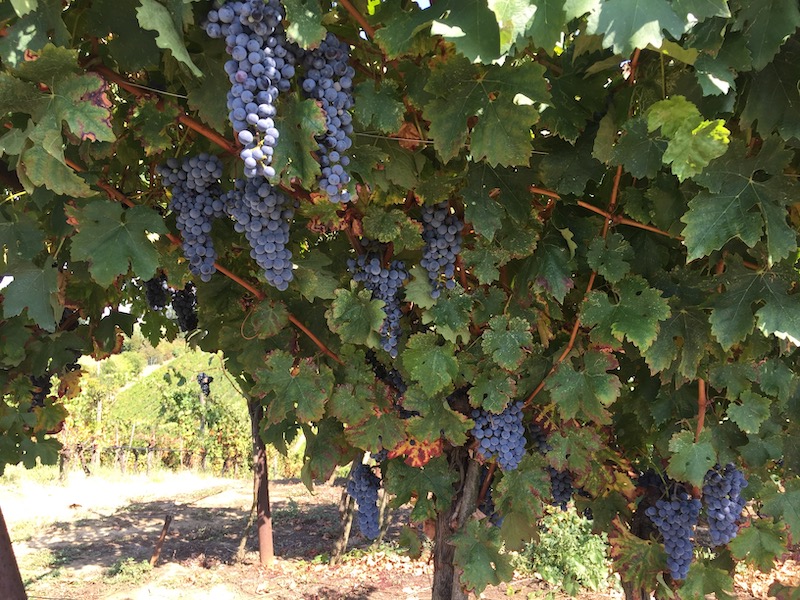 sun-kissed red grapes that make San Colombano Rosso - Lombardy wine region - Italy