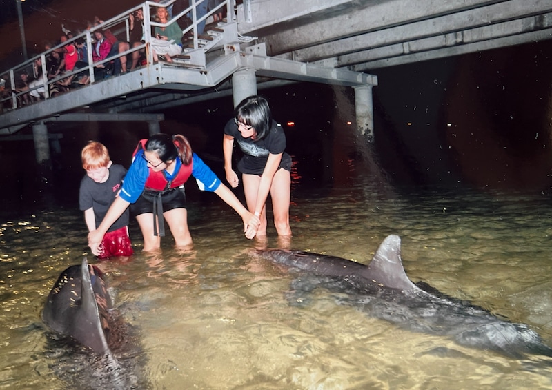 travelers feeding dolphins near Brisbane at Tangalooma Island Resort in Australia