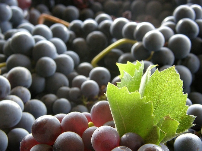 tempranillo