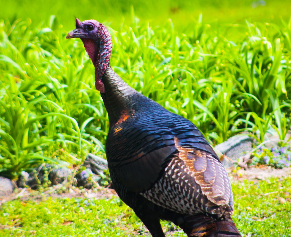A colorful turkey with iridescent feathers standing on green grass at a sanctuary.