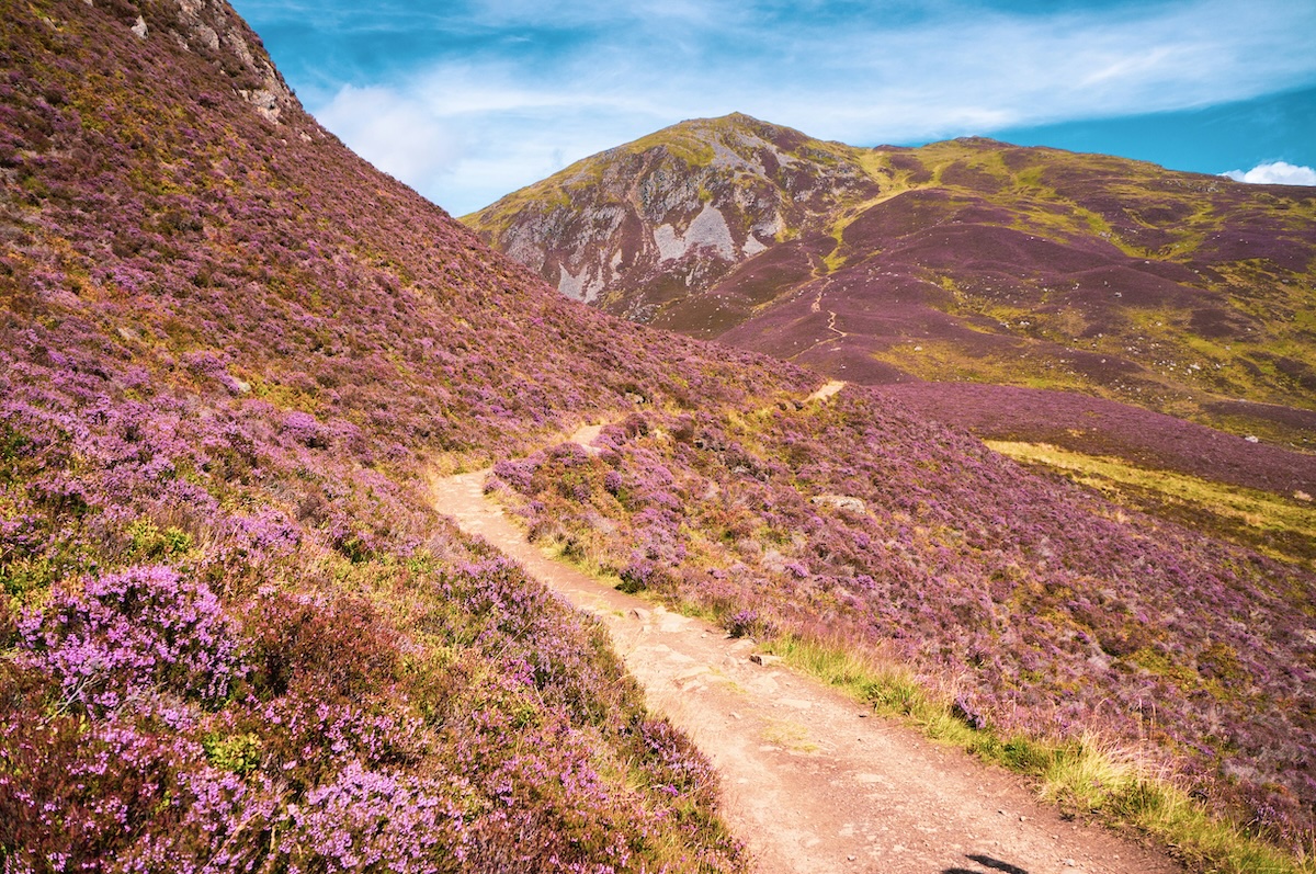 A trail weaves through flower covered hills.