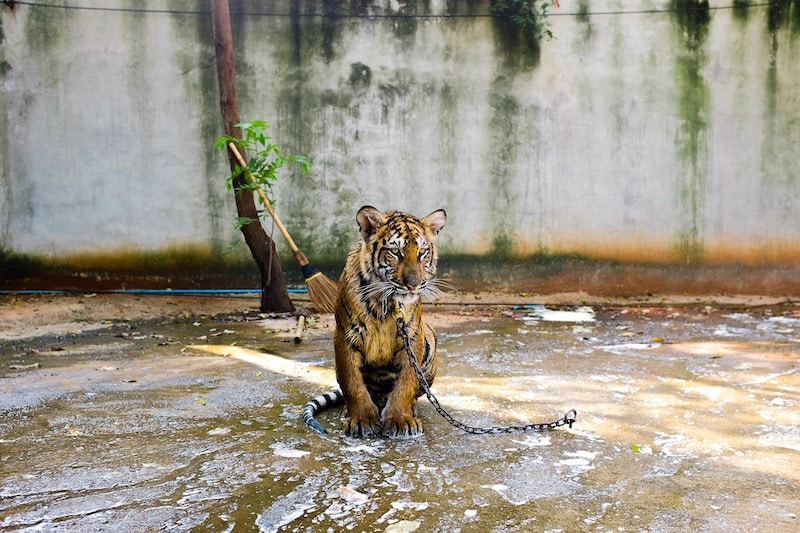 irresponsible tourism & wild animal cruelty tiger chained