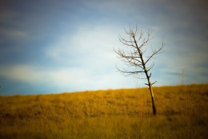 effects of climate change