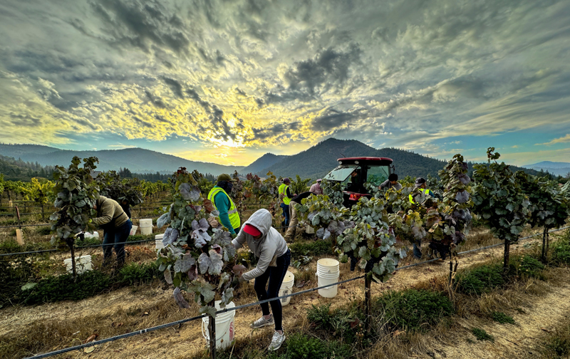 vineyard workers picking wine grapes off the vine at Troon Vineyard