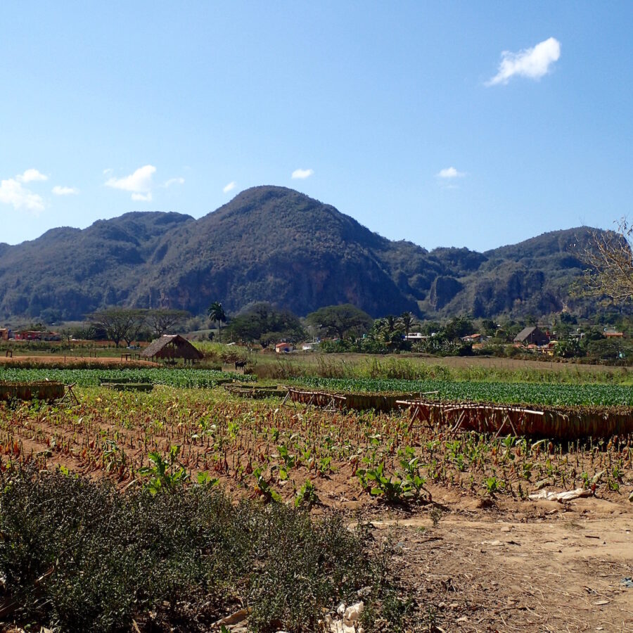 Vinales tobacco fields and mogotes