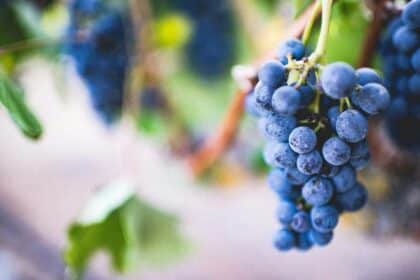 Vineyard.
