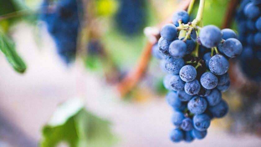 Vineyard.