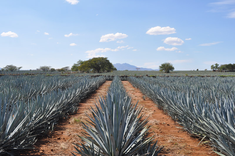 Weber blue agave fields in Tequila, Jalisco