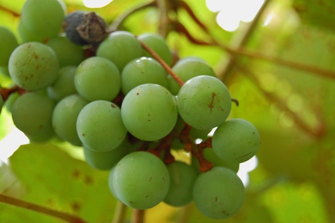wine grapes