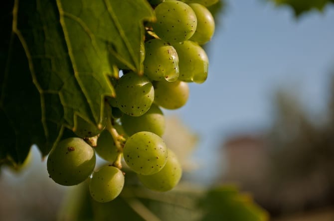 wine grapes