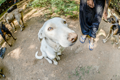 animals in india