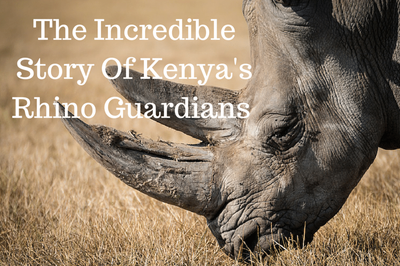 rhino