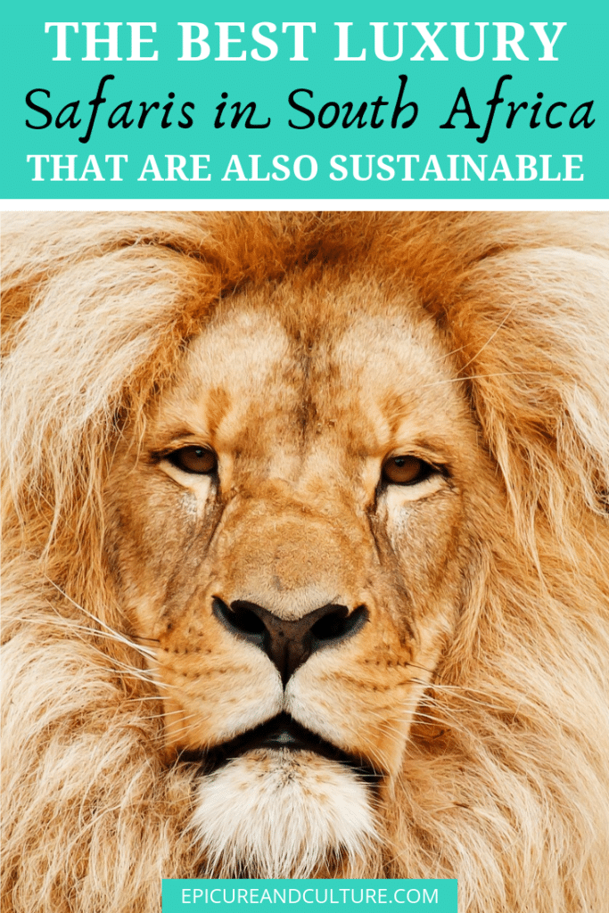 The Best Luxury Safaris in South Africa that are also Sustainable